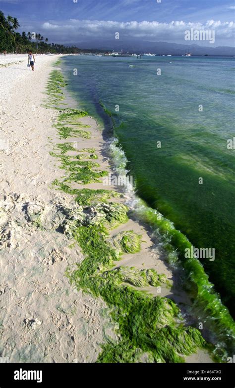 Philippines Boracay Environment Pollution Algal Bloom Deposit On White