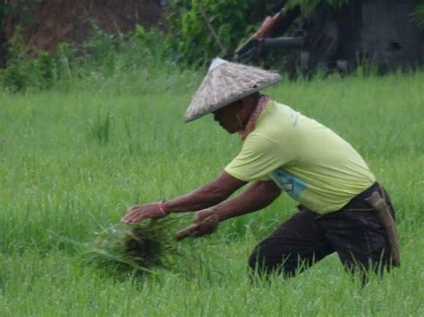 rice tariffication to impoverish filipino farmers more congress warned kodao productions