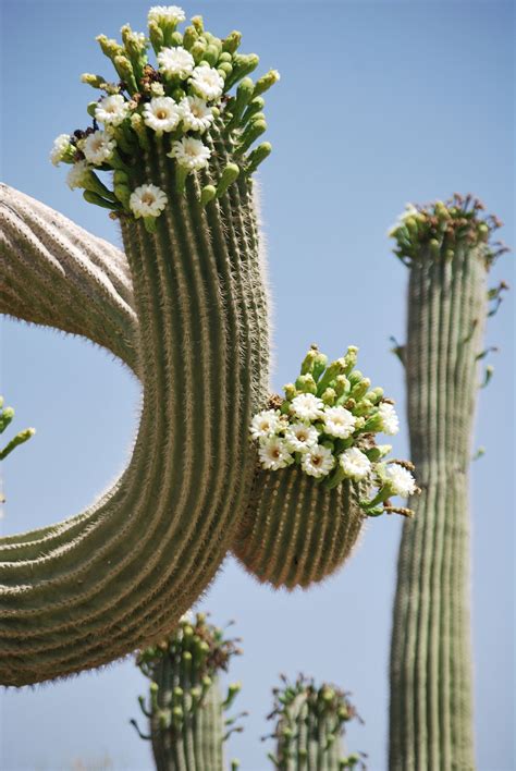 Saguaros In Bloomaz Cactus Plants Blooming Cactus