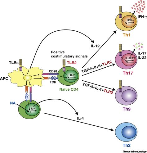 T Cell Co Stimulation And Functional Modulation By Innate Signals