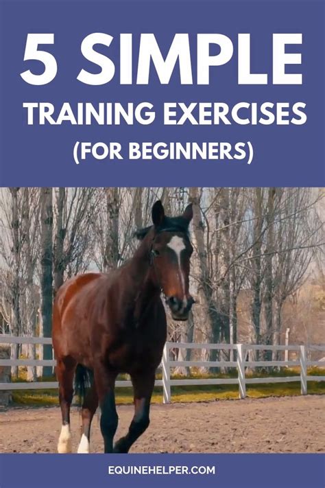 5 Simple Horse Training Exercises For Beginners Video Horseback