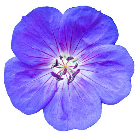 Violet Flower Png Png Image Collection