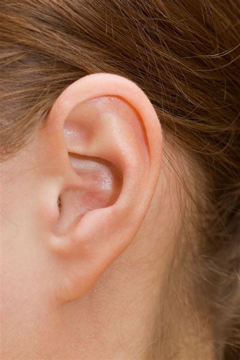 Ear Vestibulocochlear System
