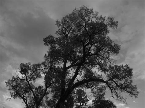 Cottonwood Silhouette Photograph By Amara Roberts