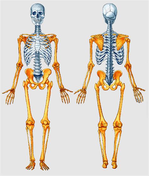 Osteology Appendicular Skeleton Shoulder Girdle Anatomia Axial