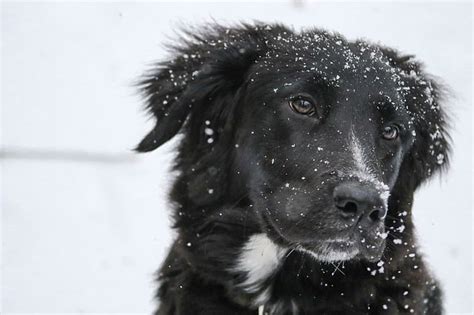 Border Collie Lab Mix The Complete Borador Breed Guide