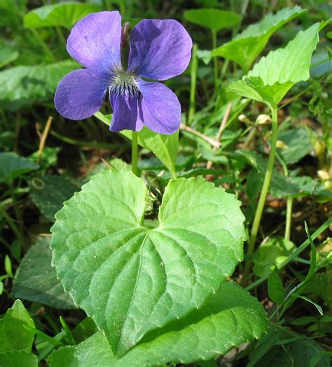 Using Georgia Native Plants: Violets Are Blue Too