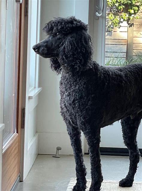 Standard Poodle For Adoption In San Antonio Tx Supplies Included Adopt Axel