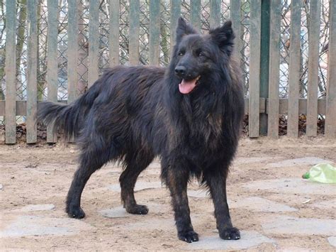 Enter your email address to receive alerts when we have new listings available for long haired german shepherd for sale. 8 best Wishlist images on Pinterest | Long haired german ...