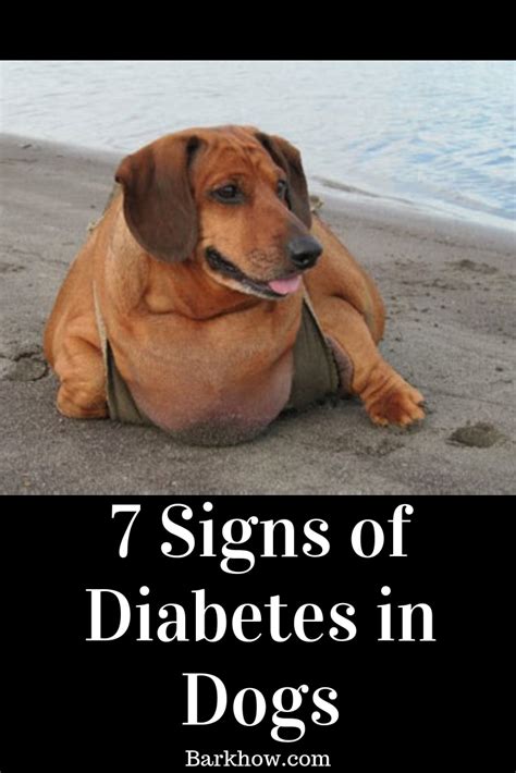 7 Early Signs Of Diabetes In Your Dog Signs Of Diabetes Early Signs