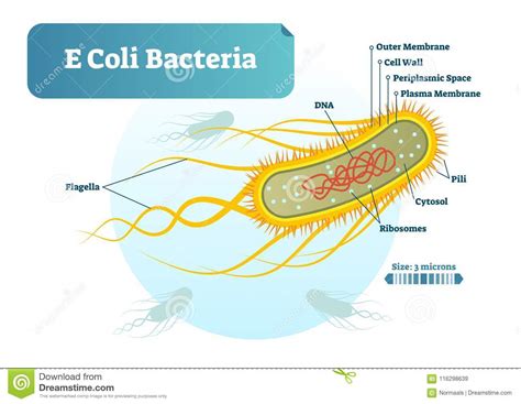 E Coli Bacteria Micro Biological Vector Illustration Cross