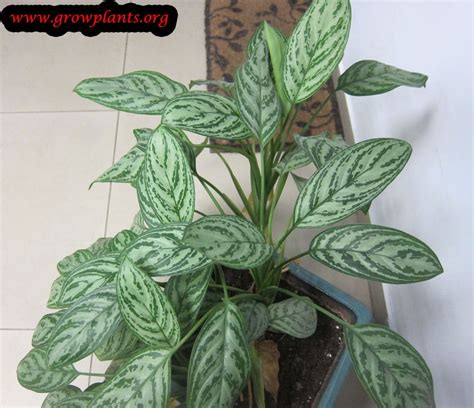 In this post, we'll learn all about caring for this incredible plant! Chinese evergreen - How to grow & care
