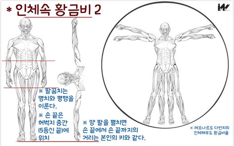 인체공부 다리와 발 그리기 And 황금비율 네이버 블로그