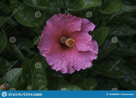 Single Pink Hibiscus Flower With Water Drops Isolated Pink Hibiscus Hd