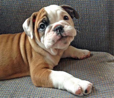 We have a couple of english bulldog pups looking for a good home and ready to go home they are very playful and utd on shots for more info. 17 Best images about Bulldog Mix Hybrids on Pinterest | Beagles, English foxhound and Bulldog ...