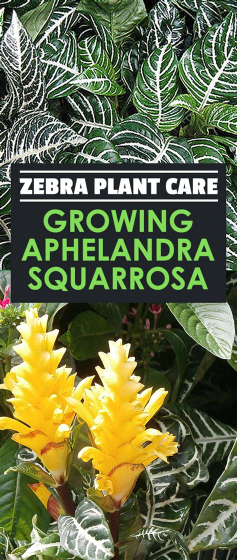 They can tolerate low lighting conditions but bright indirect light is ideal. Zebra Plant Care - Growing Aphelandra Squarrosa