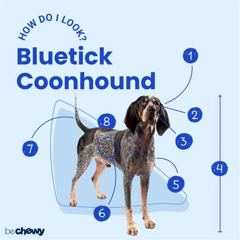 Bluetick Coonhound Characteristics Care And Photos Bechewy