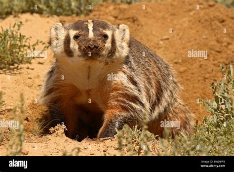 American Badger Dig Hi Res Stock Photography And Images Alamy