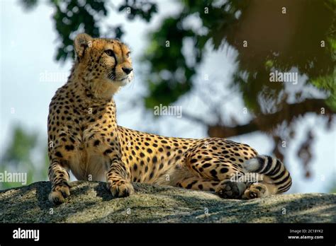 South African Cheetah Hi Res Stock Photography And Images Alamy