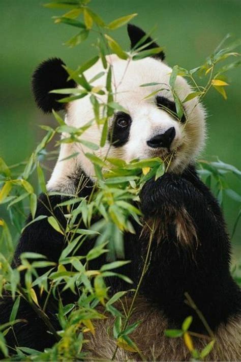 Le Bébé Panda Pouvez Vous Choisir Le Plus Mignon Archzinefr
