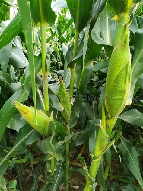 Corn On The Cob Stalk Natural Green Leaf Stock Photo Image Of Stalk