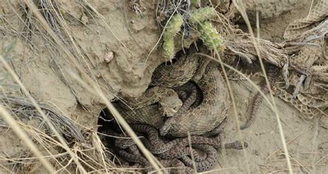 Rattlesnake Den In Montana Close Up Video