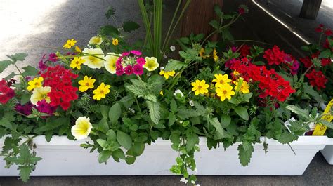 30 daisy pvc window boxes flower window boxes tm brand pvc window boxes are helping to transform the window box industry as your affordable no rot solution to window a window box adds living personality to your home. Gorgeous full-sun window box created by our talented ...