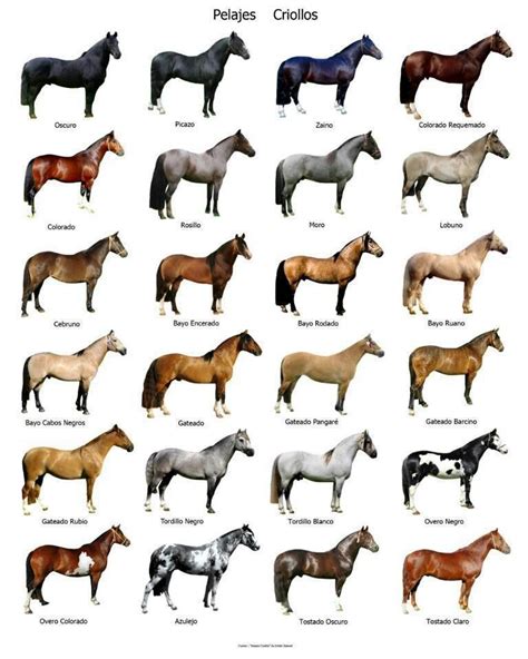Type Of Horse Coat Color