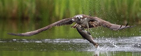 Ospreys At Loch Of The Lowes Taste Perthshire