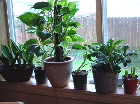 Trucos para cultivar plantas de interior con éxito Plantas Interior