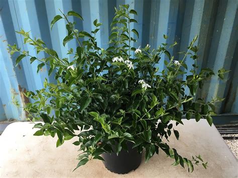 Buy Jasminum Multiflorum Jasmine Pubescens Downy Jasmine Free