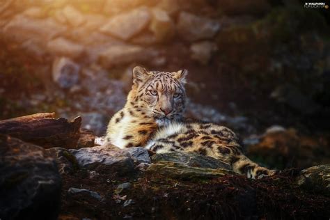 Lying Snow Leopard For Desktop Wallpapers 2048x1365