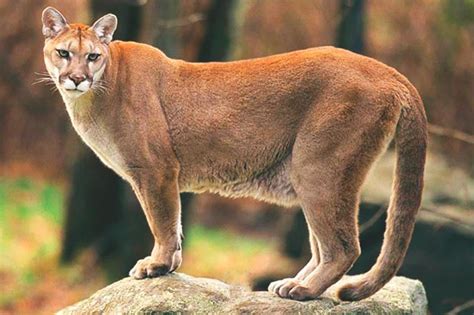 Pumas Animal Nope Thats A Puma Pacific Standard The Puma Is The