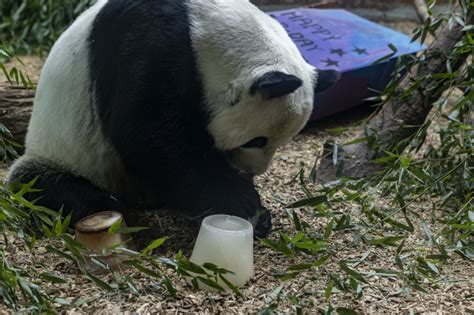 The Only Giant Panda Twins In The Us Celebrate Sixth Birthday Zooborns