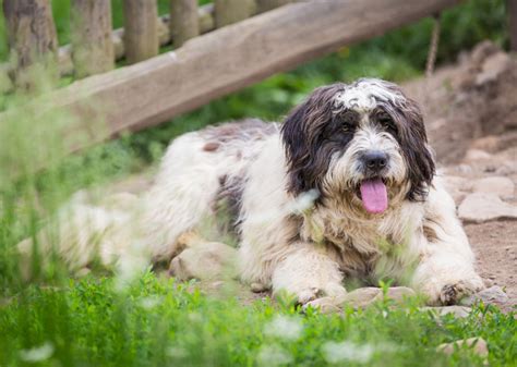 We did not find results for: Europetnet - Romanian Mioritic Shepherd Dog