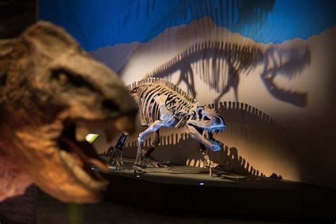 Biggest Dinosaur Dreadnoughtus Found In Latin America Dinosaur Exhibition Art Science