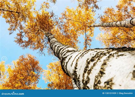 Tops Of Birch Trees In Autumn Foliage Stock Image Image Of Gold Park