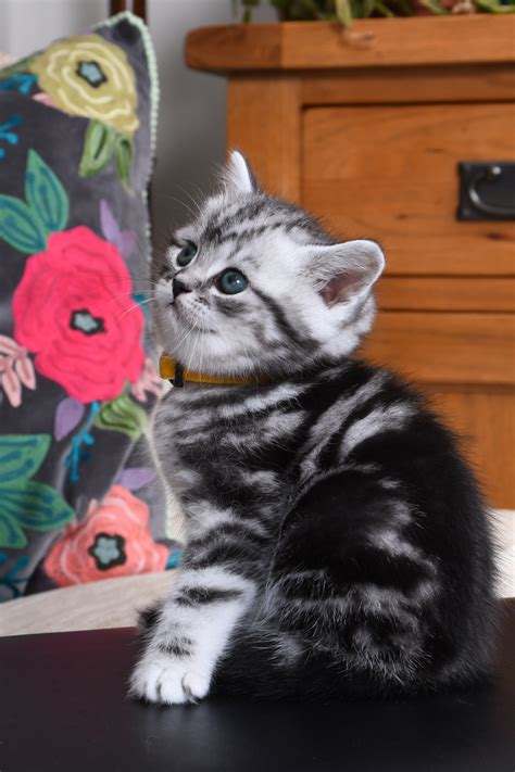 Silver Tabby British Shorthair Kittens Catzilla British Shorthairs
