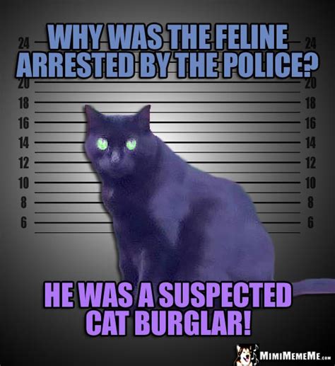 criminal cat jokes mugshot kitty riddles illegally funny cat memes feline humor pg  mimimememe