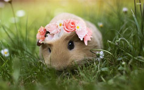 Guinea Pig With A Flower Crown By Prankstarz101 On Deviantart