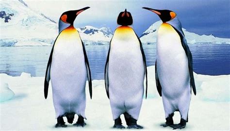 Severni Pingvini