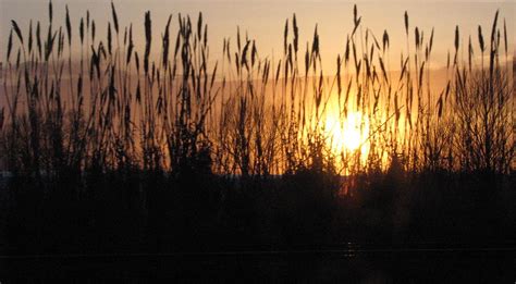 Sunset In The Reeds Photograph By Diane Berard Fine Art America