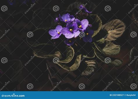 Violet Saintpaulias Flowers Commonly Known As African Violets Parma