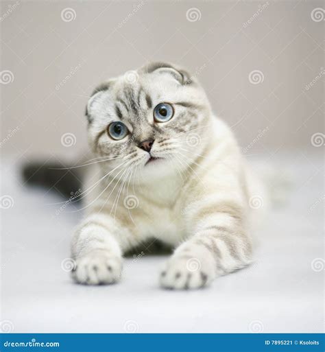 Cat Scottish Fold Stock Image Image Of Kitten Fold 7895221