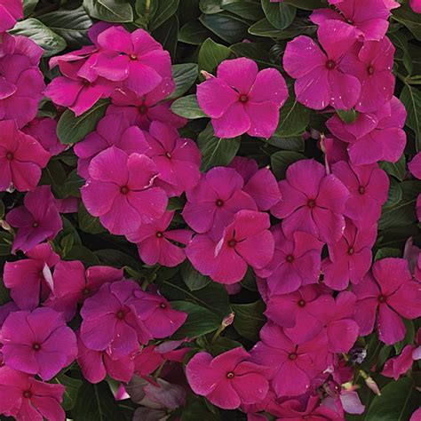 Cora® Cascade Magenta Vinca Catharanthus Roseus Plants Vinca