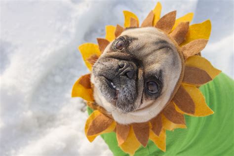 Pugflower Think Summer Pug Love I Love Dogs Cute Pug Pictures