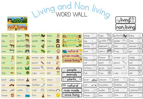 Living And Non Living Word Wall Word Wall Words Baby Pigs
