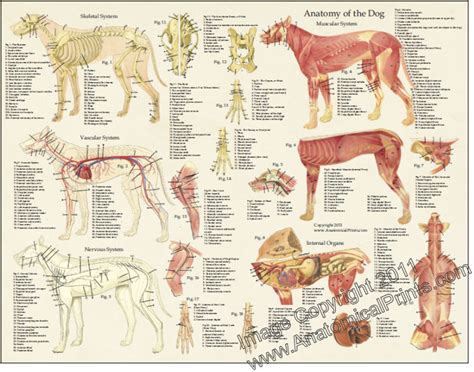 Dog Anatomy Laminated Poster Clinical Charts And Supplies