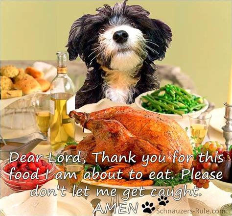 16 Best Doggie Thanksgiving Photos