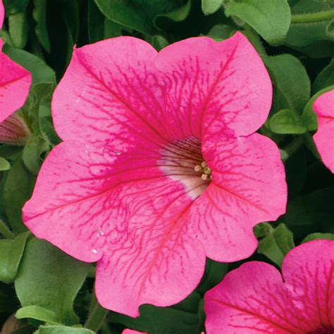 Noun a bright vibrant pink colour. Surfinia Hot Pink | Mirror Garden Offers